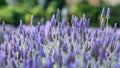 Lavender flowers meadow closeup. Natural wild lavender in springtime Royalty Free Stock Photo