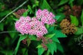 Lavender Flowers or Milkweed in bloom in the garden Royalty Free Stock Photo