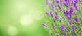 Lavender flowers on nature green background Royalty Free Stock Photo