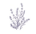 Lavender flowers, outlined botanical floral drawing. Field French lavanda bunch. Contoured engraved lavendar. Provence Royalty Free Stock Photo
