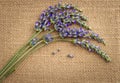 Lavender flowers over sackcloth background Royalty Free Stock Photo