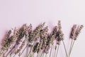Lavender flowers on pink background, top view Royalty Free Stock Photo