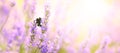 Lavender flowers plant and bloom on blurred nature background. Floral background beautiful lavender flower and bee nature... Royalty Free Stock Photo