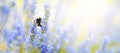 Lavender flowers plant and bloom on blurred nature background. Floral background beautiful lavender flower and bee nature... Royalty Free Stock Photo