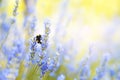 Lavender flowers plant and bloom on blurred nature background. Floral background beautiful lavender flower and bee nature. Royalty Free Stock Photo