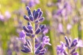 Lavender Flowers at the Plantation Field, Lavendula Angustifolia Royalty Free Stock Photo