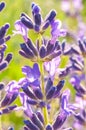 Lavender Flowers at the Plantation Field, Lavendula Angustifolia Royalty Free Stock Photo