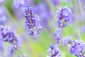 Lavender Flowers at the Plantation Field, Lavandula Angustifolia Royalty Free Stock Photo