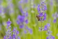 Lavender Flowers at the Plantation Field, Lavandula Angustifolia Royalty Free Stock Photo