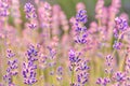 Lavender Flowers at the Plantation Field at the Sunset, Lavendula Angustifolia Royalty Free Stock Photo