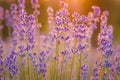 Lavender Flowers at the Plantation Field at the Sunset, Lavendula Angustifolia Royalty Free Stock Photo