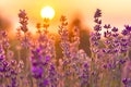 Lavender Flowers at the Plantation Field at the Sunset, Lavandula Angustifolia Royalty Free Stock Photo