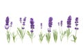 Lavender flowers plants white background Floral border Royalty Free Stock Photo