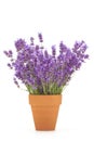 Lavender flowers in a pot Royalty Free Stock Photo