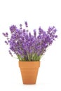 Lavender flowers in a pot