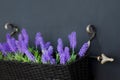 Lavender flowers in a pot on the streets of the city in hanging pots postcard background with copy space