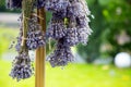 The process of drying lavender in bunches. The concept of healthcare, medicine, Royalty Free Stock Photo