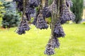 The process of drying lavender in bunches. The concept of healthcare, medicine, Royalty Free Stock Photo