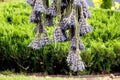 The process of drying lavender in bunches. The concept of healthcare, medicine, Royalty Free Stock Photo