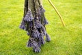 The process of drying lavender in bunches. The concept of healthcare, medicine, Royalty Free Stock Photo