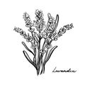 Lavender flowers, Provence herbs. A sprig of lavender grass isolated on a white background. Mediterranean seasonings