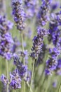 Lavender flowers