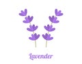Lavender flowers. Purple flat design lavender flowers symbols isolated on white background