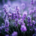 Lavender flowers in the rain, AI Royalty Free Stock Photo