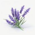 Realistic 3d Lavender Flower Model On White Background