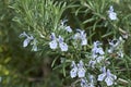 Lavender flowers of Rosmarinus officinalis shrub