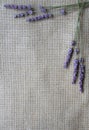 Lavender flowers on sackcloth background Royalty Free Stock Photo