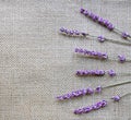 Lavender flowers on sackcloth background Royalty Free Stock Photo