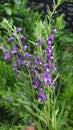 Lavender flowers are said to be useful for repelling mosquitoes