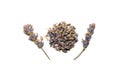 lavender flowers, seeds and twigs on a white background Royalty Free Stock Photo