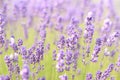 Beautiful blooming lavender field on a summer day, close-up Royalty Free Stock Photo