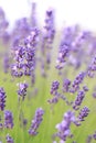 Lavender flowers with selective focus. Beautiful blooming lavender field Royalty Free Stock Photo