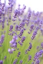 Beautiful blooming lavender field on a summer day, close-up Royalty Free Stock Photo