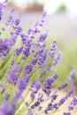 Lavender flowers with selective focus. Aromatherapy Royalty Free Stock Photo