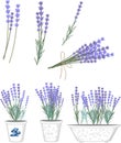 Lavender flowers Royalty Free Stock Photo