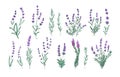 Lavender flowers set. French Provence floral herbs. Botanical drawings of wild purple Lavandula blooms, bouquets and Royalty Free Stock Photo