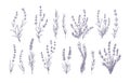Lavender flowers set. Outlined Provence floral herbs with blooms. Vintage botanical drawing of French field Lavandula