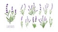 Lavender flowers set. Provence floral herbs with purple blooms. Botanical drawing of French field Lavandula. Blossomed
