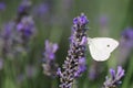 Lavender flowers with Small White butterfly Royalty Free Stock Photo