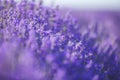 Lavender flowers in a soft focus, pastel colors and blur background Royalty Free Stock Photo