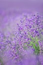 Lavender flowers in a soft focus, pastel colors and blur background Royalty Free Stock Photo