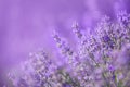 Lavender flowers in a soft focus, pastel colors and blur background Royalty Free Stock Photo