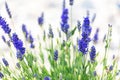 Lavender flowers spring blossom Royalty Free Stock Photo