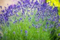 Lavender Flowers in spring Royalty Free Stock Photo