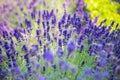 Lavender Flowers in spring Royalty Free Stock Photo