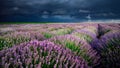 Lavender flowers in the spring storm clouds and eolian mills